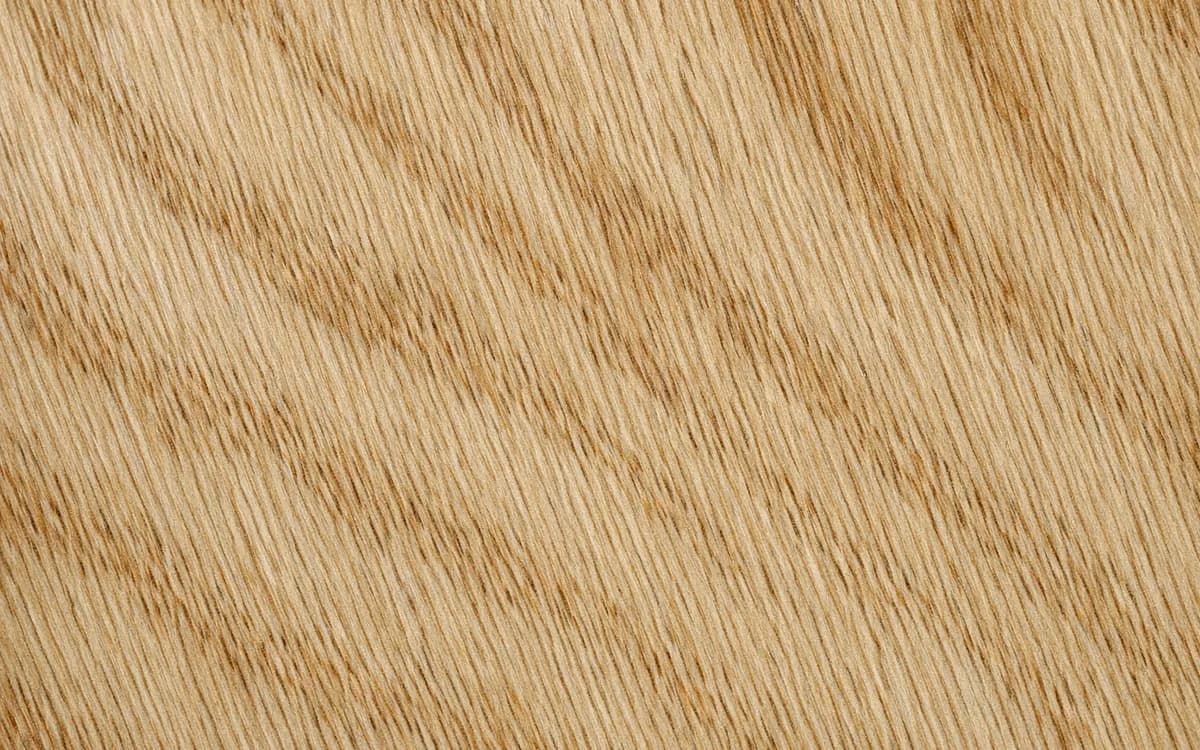 Macro detail of White oak — texture and structure